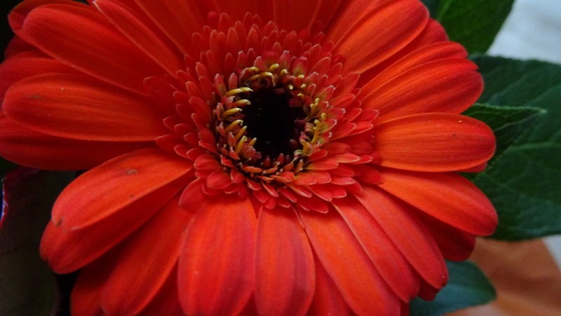 Gerbera.