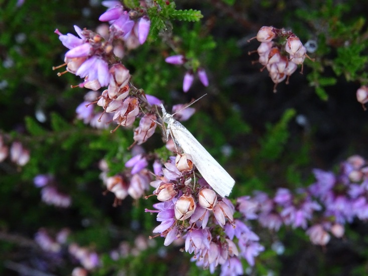 Bleke grasmot (Crambus perlella).