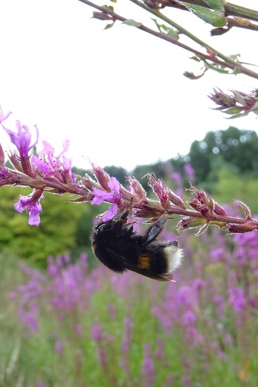 Hommel.