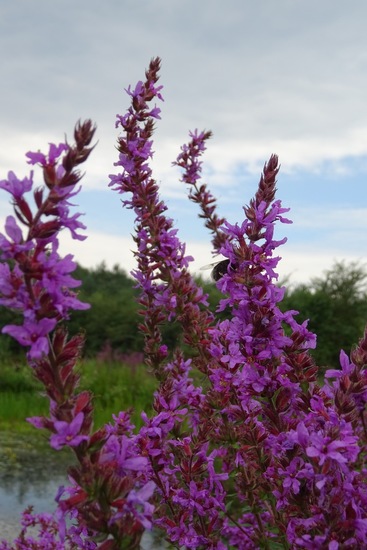 Kattenstaart Lythrum salicaria