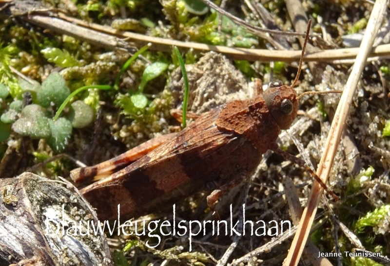 Blauwvleugelsprinkhaan.