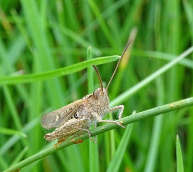 Het Wekkertje sprinkhaan.