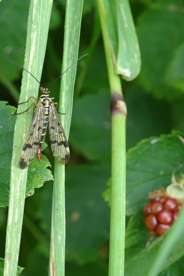 Gewone schorpioenvlieg.