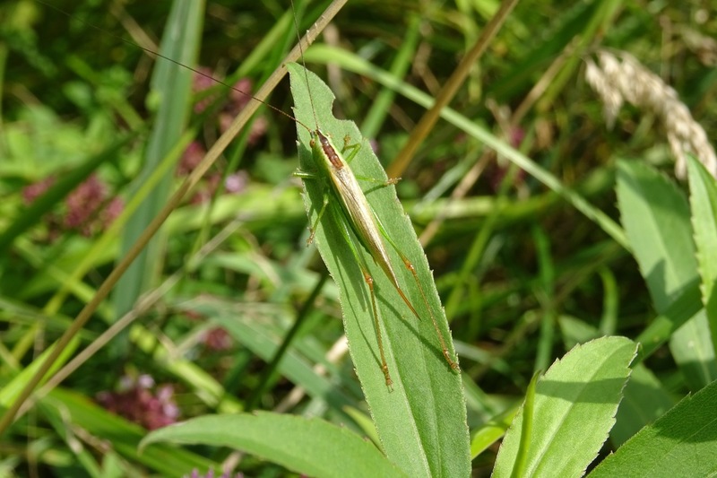 Conocephalus fuscus. Zuidelijk spitskopje.