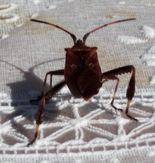 Leptoglossus occidentalis, bladpootwants.