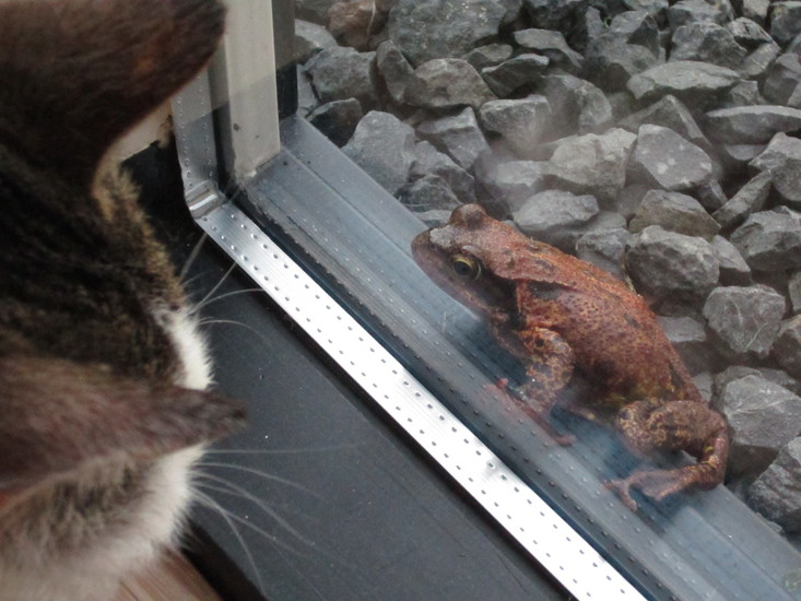 Annabel en de kikker.