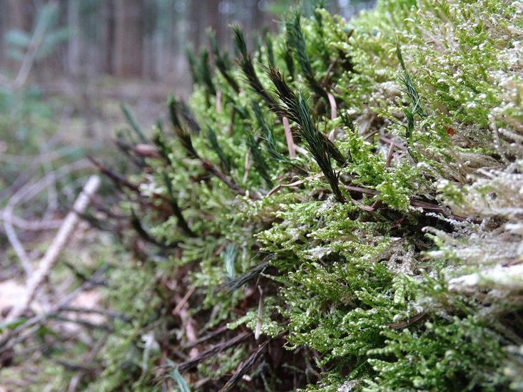 Gesnaveld klauwtjesmos en een droog Haarmos(hoogstwaarschijnlijk Fraai haarmos).