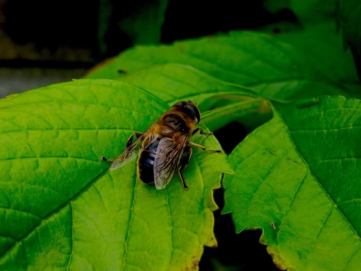 Zweefvlieg, de zogenaamde blinde bij, Eristalis tenax.