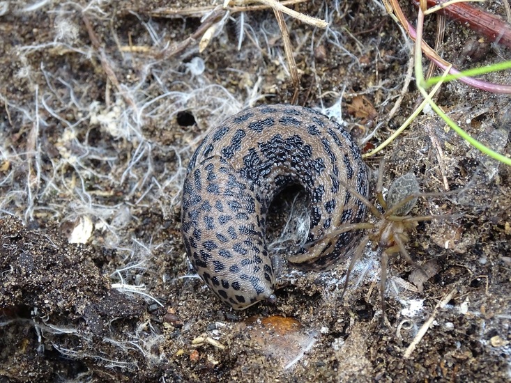 Tijger slak, Grote aardslak - Limax maximus
