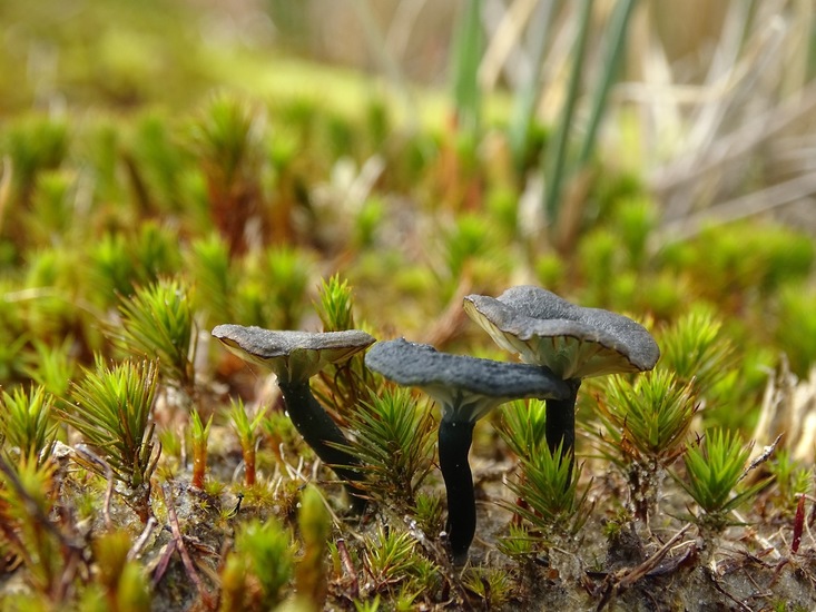 Blauwgroene trechtertje.