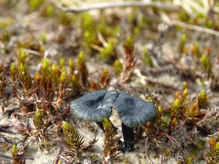 Blauwgroene trechtertje.