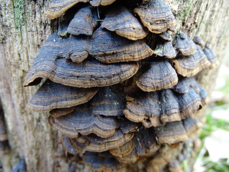 Roestbruine Hout Zwam.