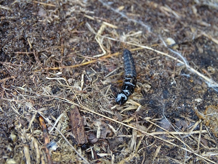 larve van de kortschildkever.