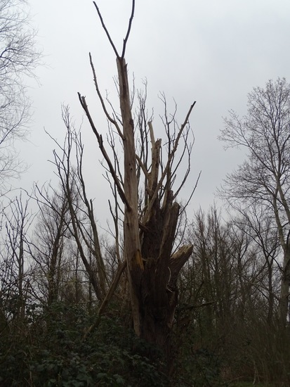 Oude boom.