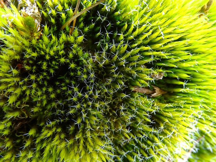 Grijs Kronkelsteeltje.