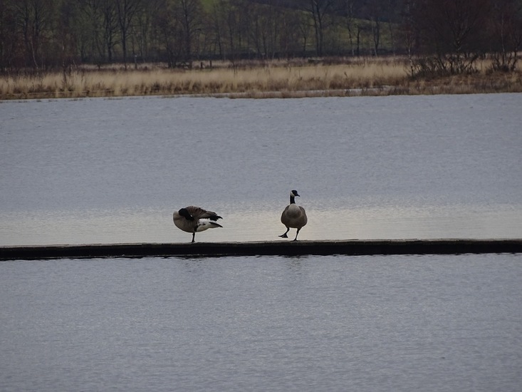 We dansen de samba..