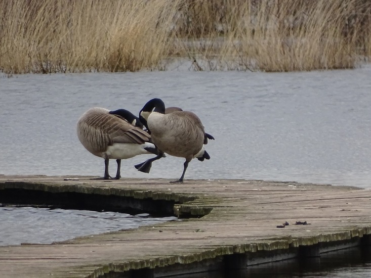 We dansen de samba..