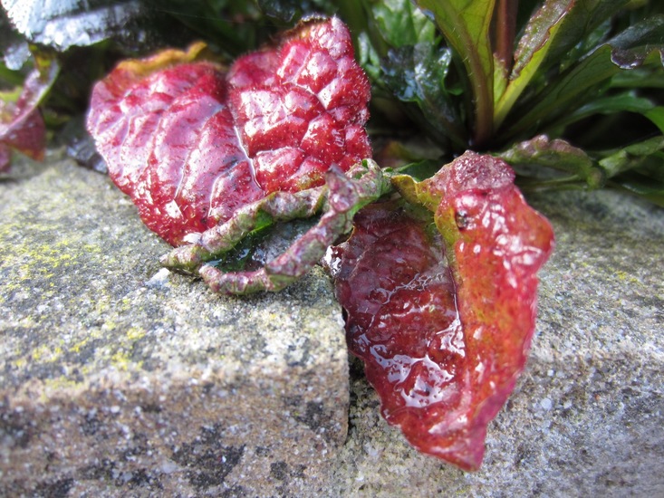 Gedroogde aardbeien.