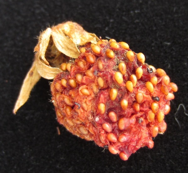 Gedroogde aardbeien.