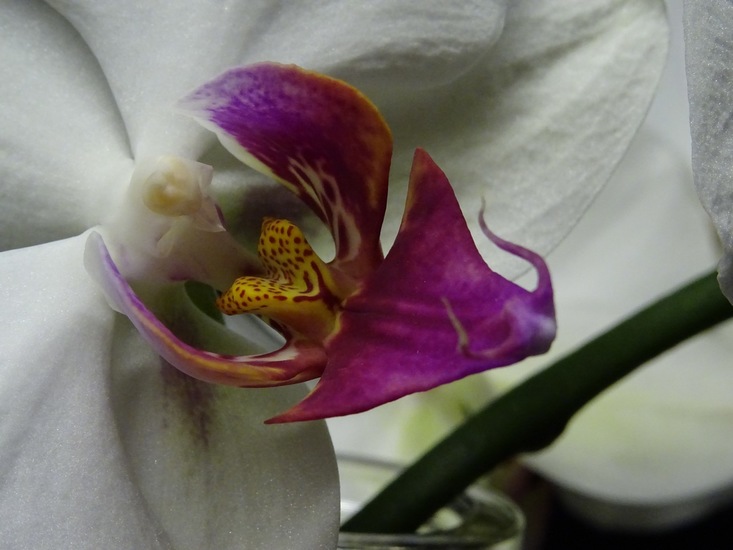 Orichidee.