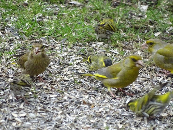 Sijsjes en Groenling.
