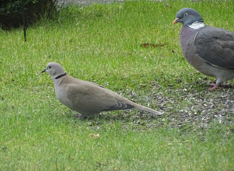 Twee soorten bij elkaar.