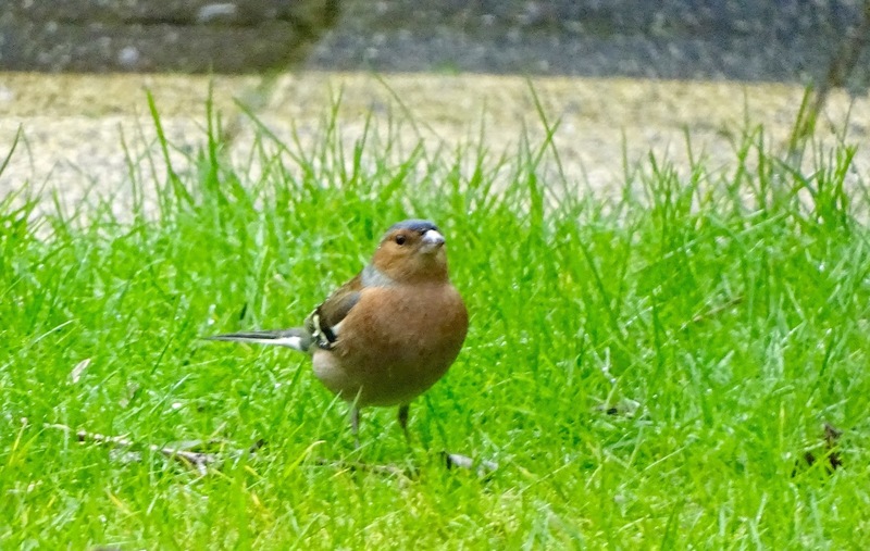 Vink.