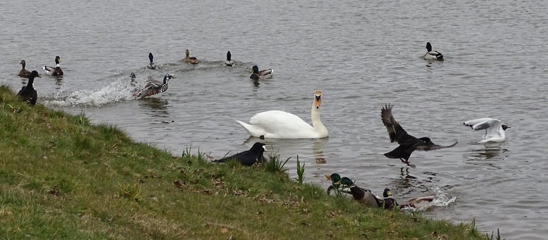 Drukte op het water.