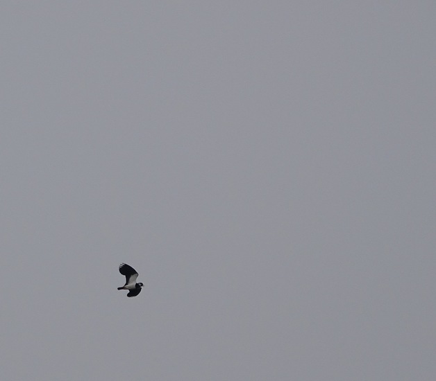 Kievit in de vlucht.