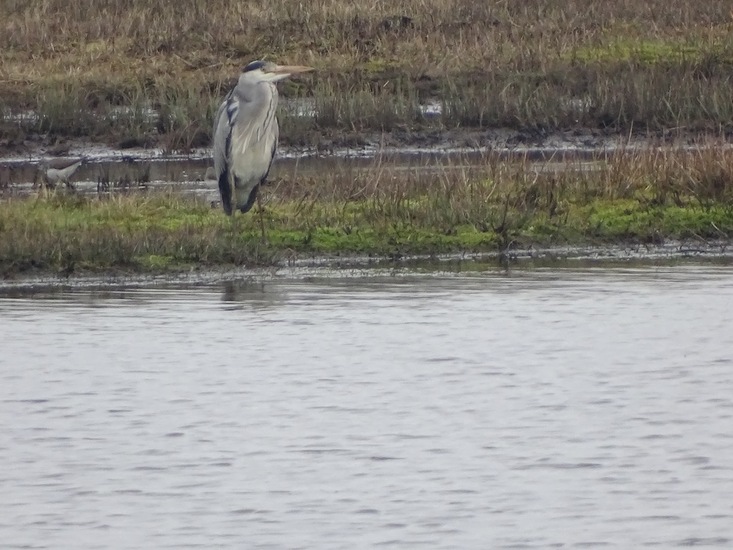 Reiger en Pop Grutto.