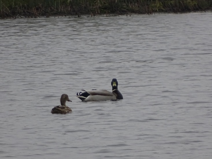 Koppel wilde eend.