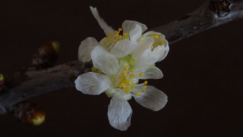 Bloesem van de sierkers.