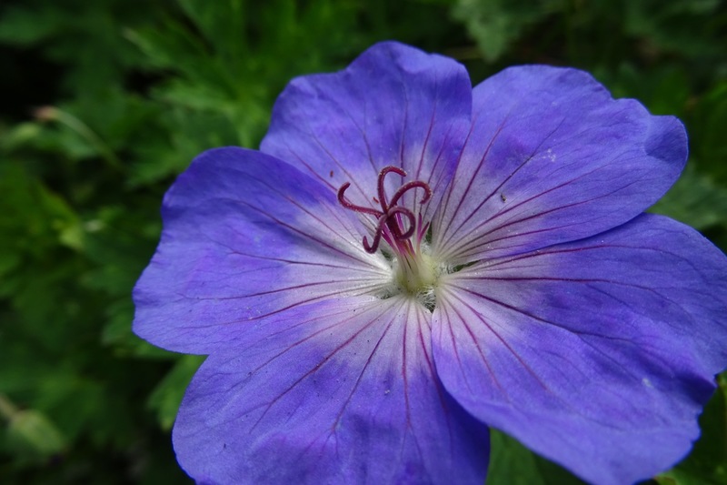 Geranium.