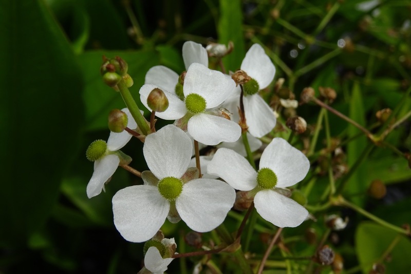 Amerikaans Pijlkruid.