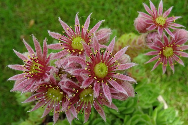 Bloem van de vetplant.
