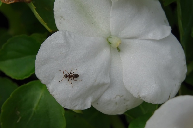 Mier op begoniabloemetje.