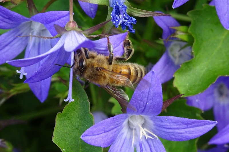 Honingbij op Campanula.