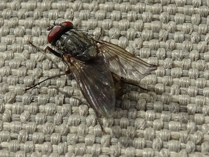 Huisvlieg.