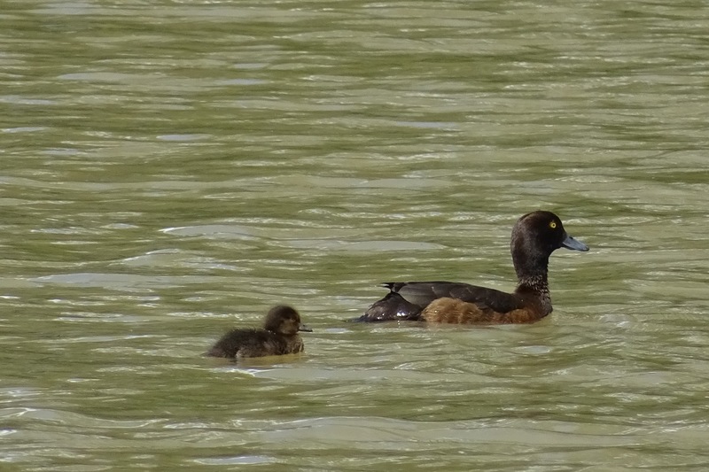 Kuifeend, Moeder en kind.