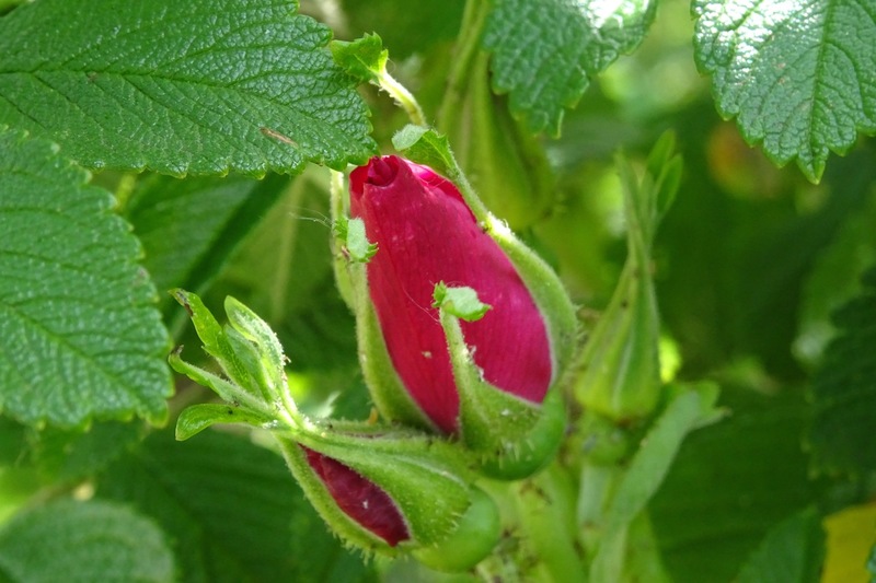 rugosa.. japanze bottelroos.