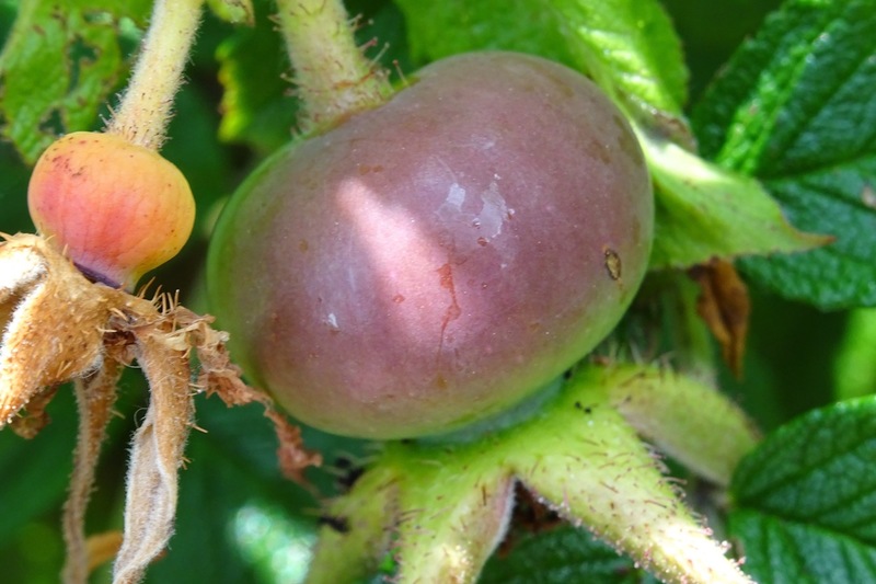 Rozenbottel van rosa rugosa.