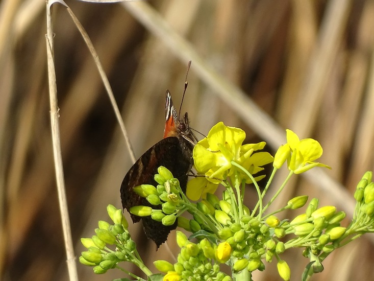 Dagpauwoog op Herik.