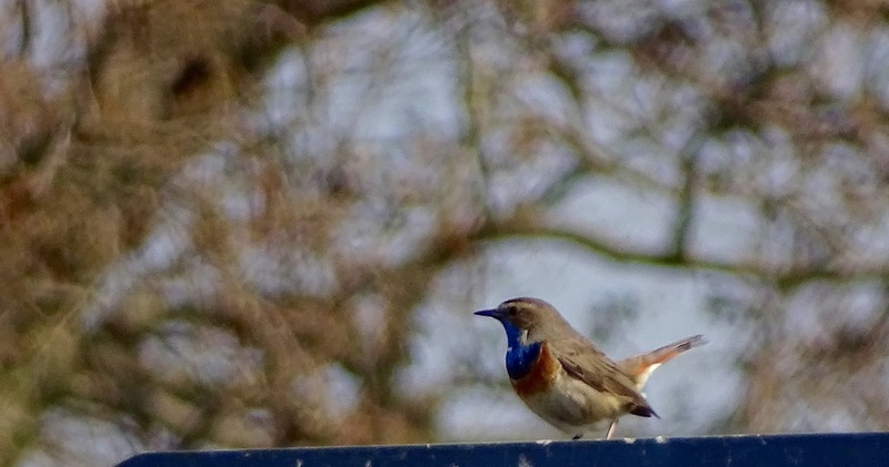 Blauwborst.