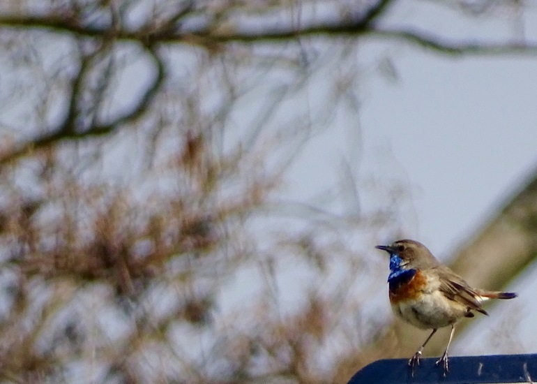 Blauwborst.