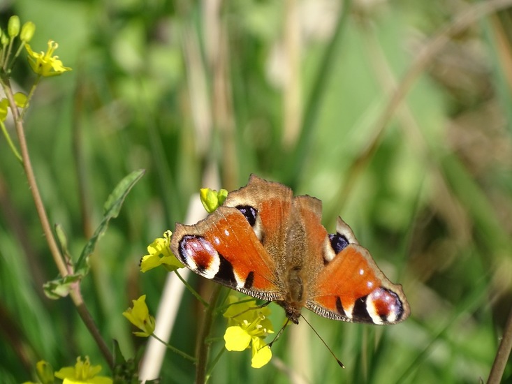 Dagpauwoog op Herik.