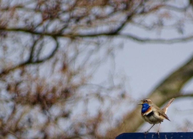 Blauwborst.