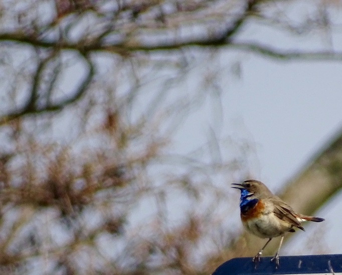 Blauwborst.