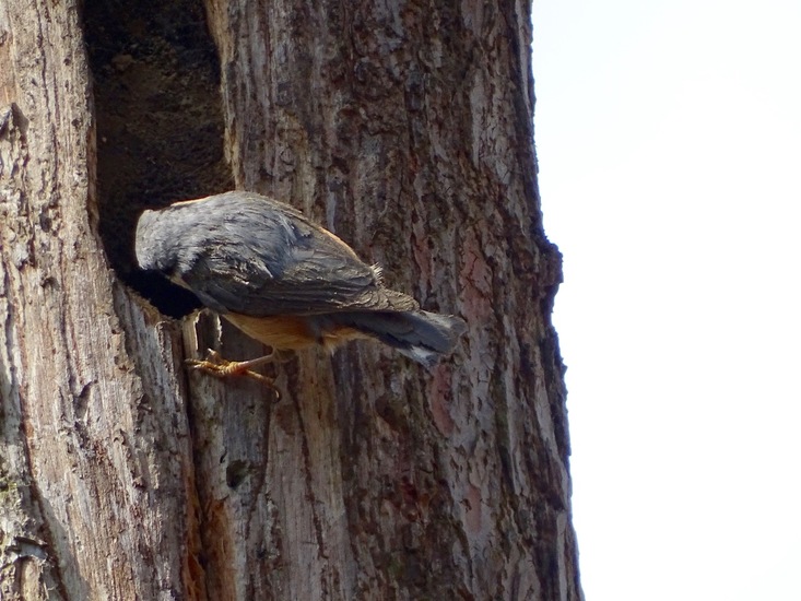 Langs fietspad Vijf Eiken.