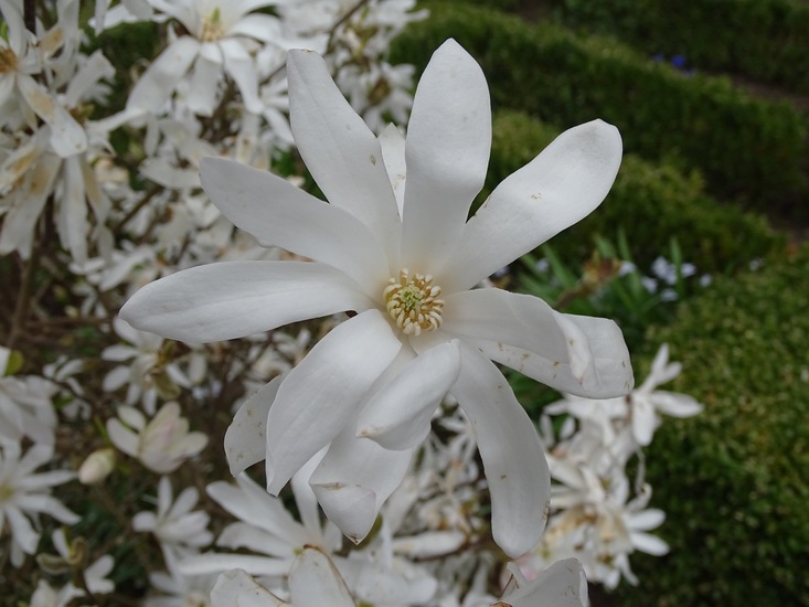 Magnolia.