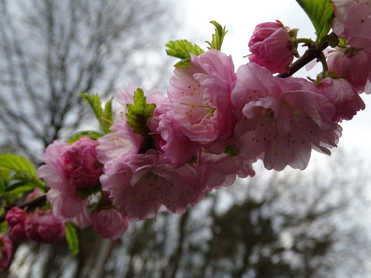 Prunus.